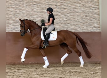 Westfale, Wallach, 4 Jahre, 171 cm, Dunkelfuchs