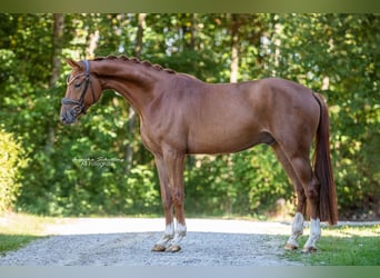 Westfale, Wallach, 4 Jahre, 171 cm, Dunkelfuchs