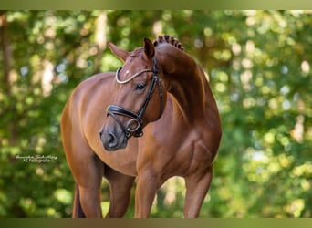 Westfale, Wallach, 4 Jahre, 171 cm, Dunkelfuchs
