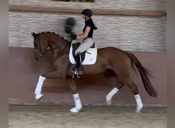 Westfale, Wallach, 4 Jahre, 171 cm, Dunkelfuchs
