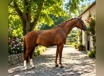 Westfale, Wallach, 4 Jahre, 171 cm, Fuchs