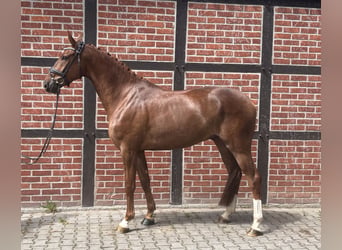 Westfale, Wallach, 4 Jahre, 171 cm, Fuchs