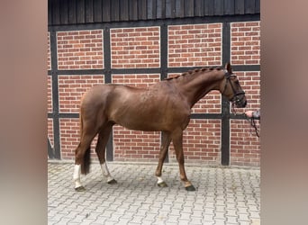 Westfale, Wallach, 4 Jahre, 171 cm, Fuchs