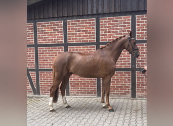 Westfale, Wallach, 4 Jahre, 171 cm, Fuchs