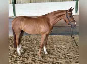 Westfale, Wallach, 4 Jahre, 171 cm, Fuchs