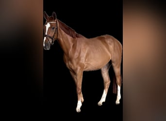 Westfale, Wallach, 4 Jahre, 171 cm, Fuchs