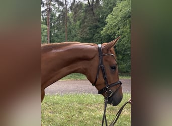 Westfale, Wallach, 4 Jahre, 171 cm, Fuchs