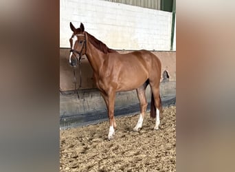 Westfale, Wallach, 4 Jahre, 171 cm, Fuchs