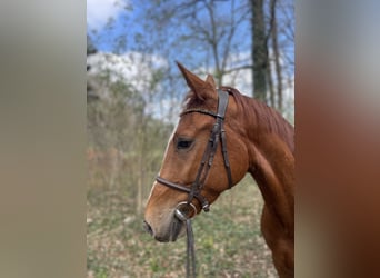 Westfale, Wallach, 4 Jahre, 171 cm, Fuchs