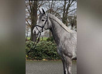 Westfale, Wallach, 4 Jahre, 172 cm, Apfelschimmel