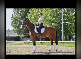 Westfale, Wallach, 4 Jahre, 172 cm, Brauner
