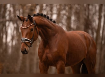 Westfale, Wallach, 4 Jahre, 172 cm, Brauner