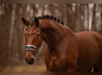 Westfale, Wallach, 4 Jahre, 172 cm, Brauner