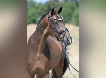Westfale, Wallach, 4 Jahre, 172 cm, Dunkelbrauner