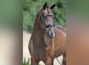 Westfale, Wallach, 4 Jahre, 172 cm, Dunkelbrauner