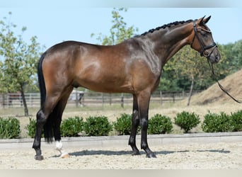 Westfale, Wallach, 4 Jahre, 172 cm, Dunkelbrauner