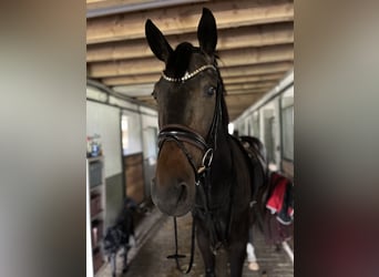 Westfale, Wallach, 4 Jahre, 172 cm, Dunkelbrauner
