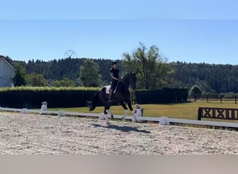 Westfale, Wallach, 4 Jahre, 172 cm, Dunkelbrauner