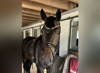 Westfale, Wallach, 4 Jahre, 172 cm, Dunkelbrauner
