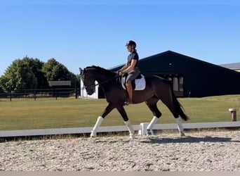 Westfale, Wallach, 4 Jahre, 172 cm, Dunkelbrauner