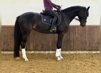Westfale, Wallach, 4 Jahre, 172 cm, Dunkelbrauner