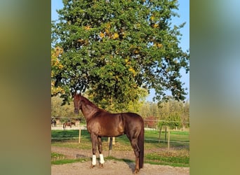 Westfale, Wallach, 4 Jahre, 172 cm, Dunkelfuchs