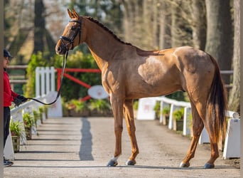 Westfale, Wallach, 4 Jahre, 172 cm, Fuchs