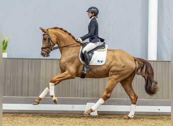 Westfale, Wallach, 4 Jahre, 172 cm, Fuchs