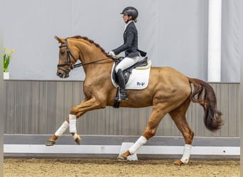 Westfale, Wallach, 4 Jahre, 172 cm, Fuchs