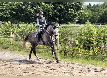 Westfale, Wallach, 4 Jahre, 172 cm, Schimmel