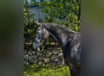 Westfale, Wallach, 4 Jahre, 173 cm, Apfelschimmel