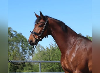 Westfale, Wallach, 4 Jahre, 173 cm, Brauner