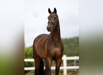Westfale, Wallach, 4 Jahre, 173 cm, Brauner