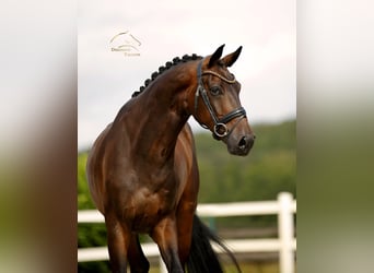 Westfale, Wallach, 4 Jahre, 173 cm, Brauner