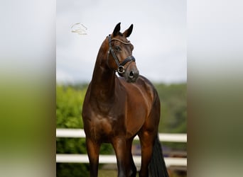 Westfale, Wallach, 4 Jahre, 173 cm, Brauner