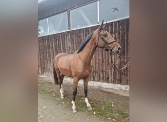 Westfale, Wallach, 4 Jahre, 173 cm, Brauner