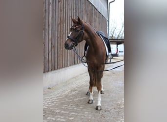 Westfale, Wallach, 4 Jahre, 173 cm, Dunkelfuchs