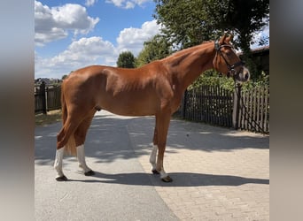 Westfale, Wallach, 4 Jahre, 173 cm, Fuchs