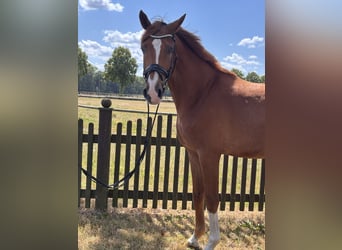 Westfale, Wallach, 4 Jahre, 173 cm, Fuchs