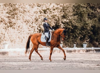 Westfale, Wallach, 4 Jahre, 173 cm, Fuchs