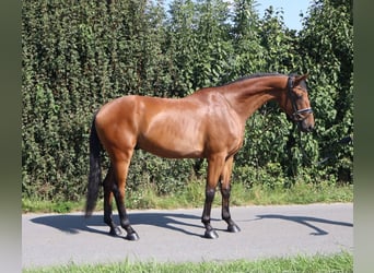 Westfale, Wallach, 4 Jahre, 174 cm, Brauner