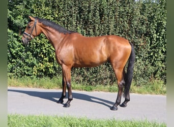 Westfale, Wallach, 4 Jahre, 174 cm, Brauner