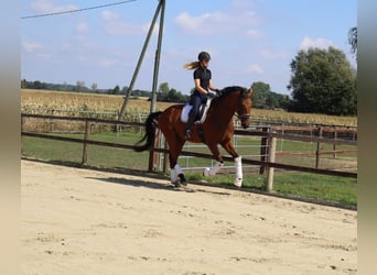 Westfale, Wallach, 4 Jahre, 174 cm, Brauner