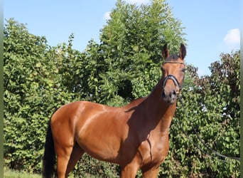 Westfale, Wallach, 4 Jahre, 174 cm, Brauner