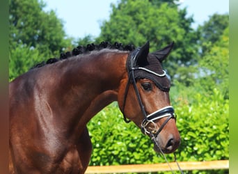 Westfale, Wallach, 4 Jahre, 174 cm, Dunkelbrauner