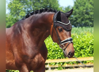 Westfale, Wallach, 4 Jahre, 174 cm, Dunkelbrauner