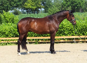 Westfale, Wallach, 4 Jahre, 174 cm, Dunkelbrauner
