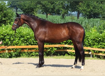 Westfale, Wallach, 4 Jahre, 174 cm, Dunkelbrauner