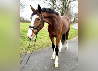 Westfale, Wallach, 4 Jahre, 175 cm, Brauner