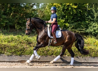 Westfale, Wallach, 4 Jahre, 175 cm, Dunkelbrauner